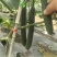 贵州安顺密刺黄瓜