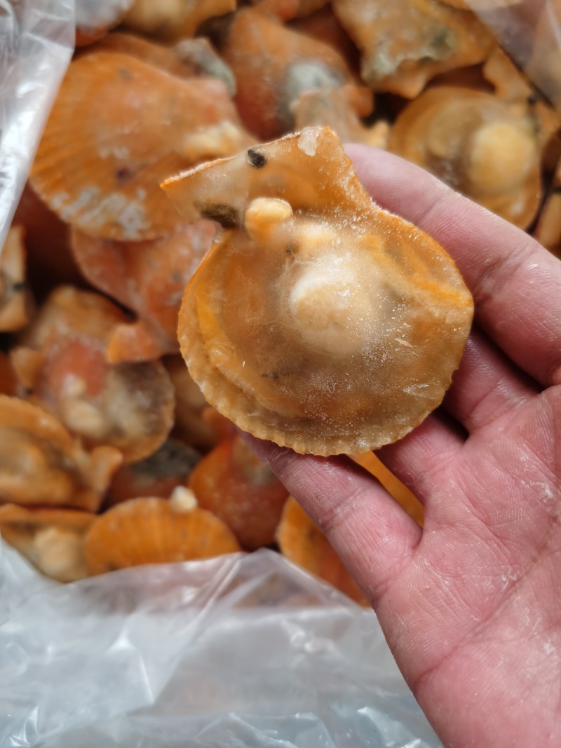 黄金贝扇贝黄金扇贝红贝