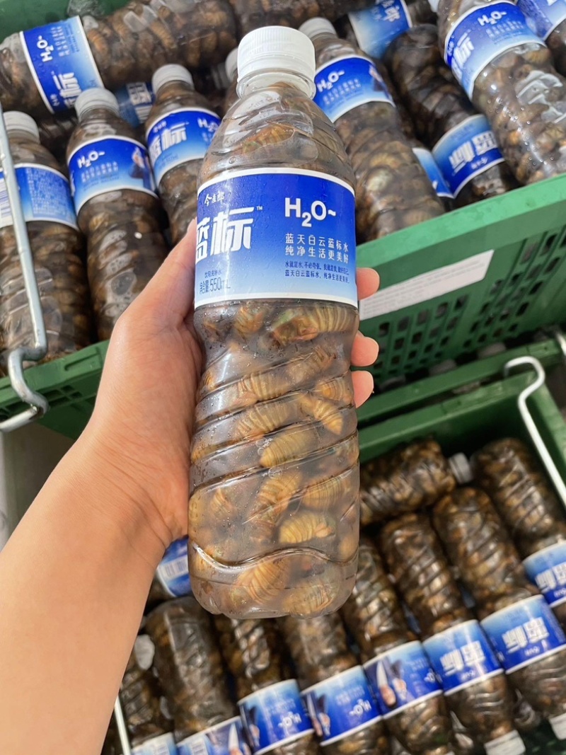 沂蒙山知了猴