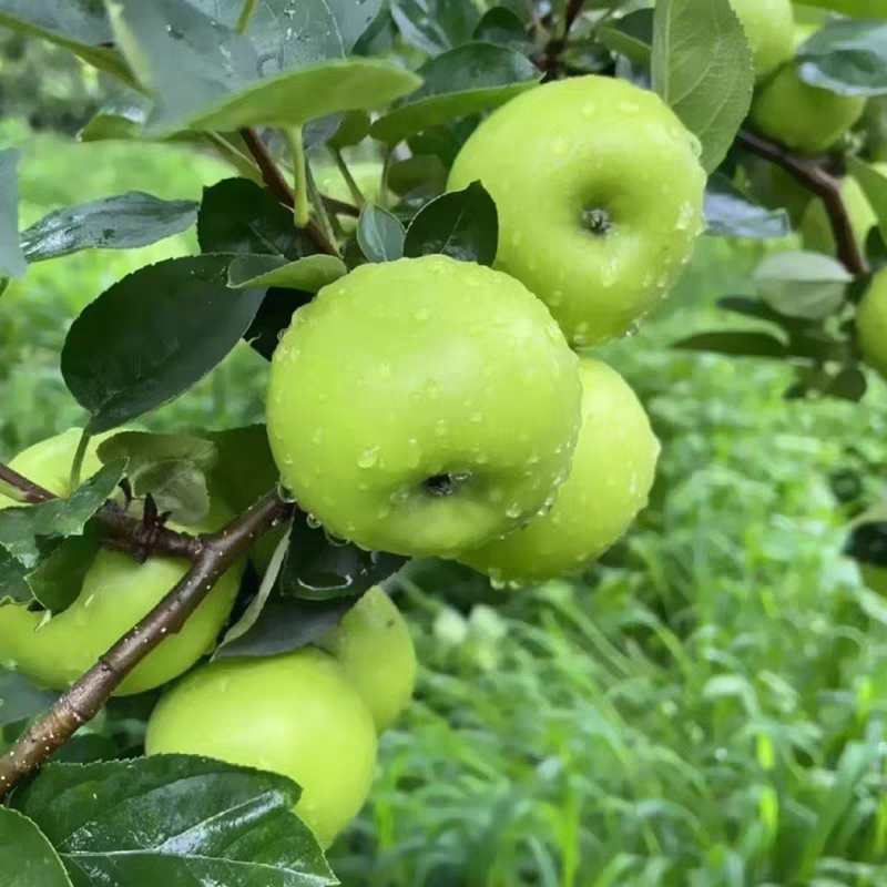 青苹果