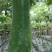 广西省贺州市富川县精品实惠毛节瓜