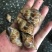 花螺东风螺