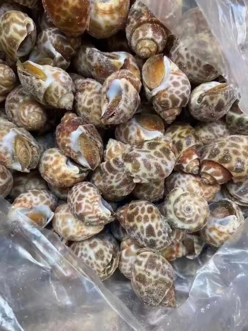 花螺东风螺