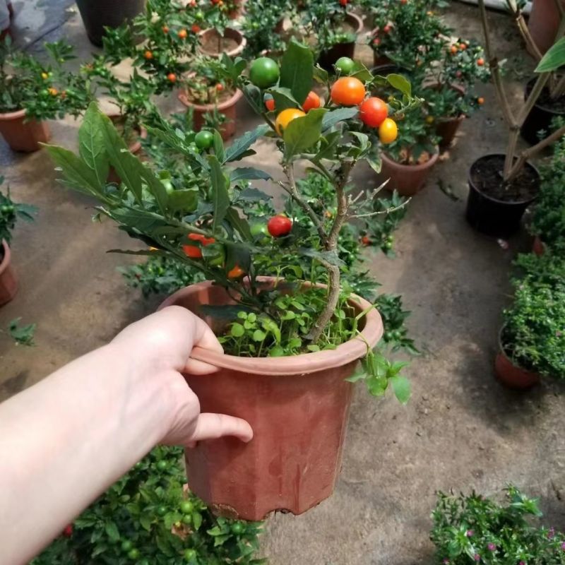 珊瑚珠苗，一种专结珠子的植物，人些称它珊瑚珠