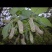 出售构树果子风干鲜果量大