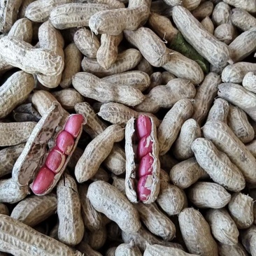 四粒红鲜花生大量上市，需要的联系