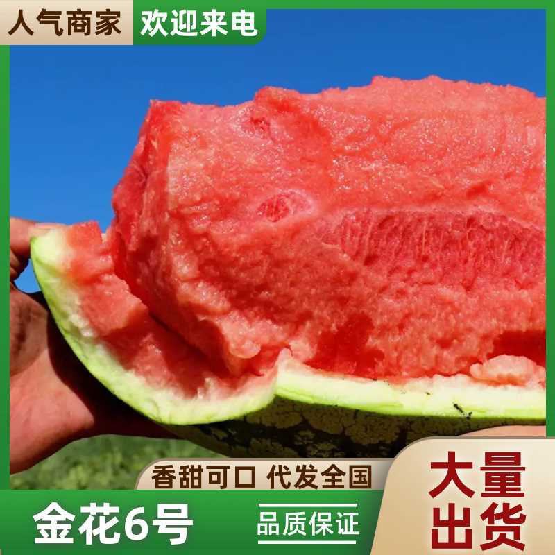 宁夏硒砂瓜，金华6号，品质保证诚信经营欢迎联系