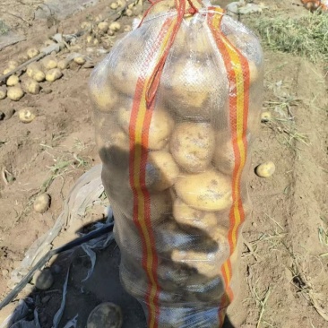 大量出售优质黄心土豆尤金885，质量好欢迎选购