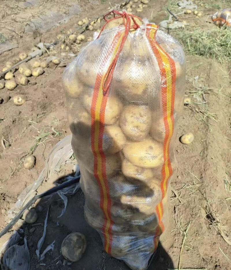 大量出售优质黄心土豆尤金885，质量好欢迎选购