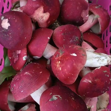 野生大红菌，价格实惠，货源多多