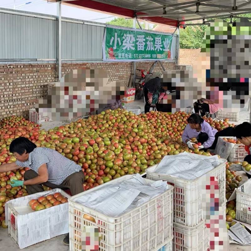 张家口313精品西红柿来了