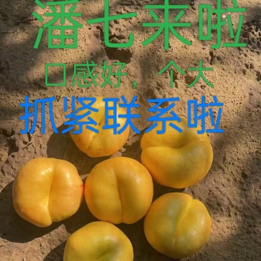 潘七