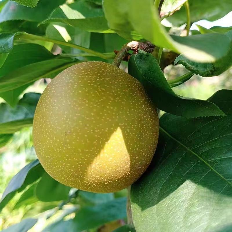 湖北仙桃翠冠梨