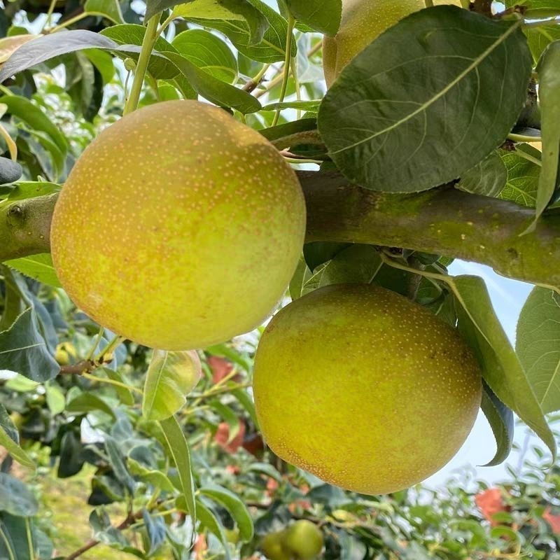 湖北仙桃翠冠梨