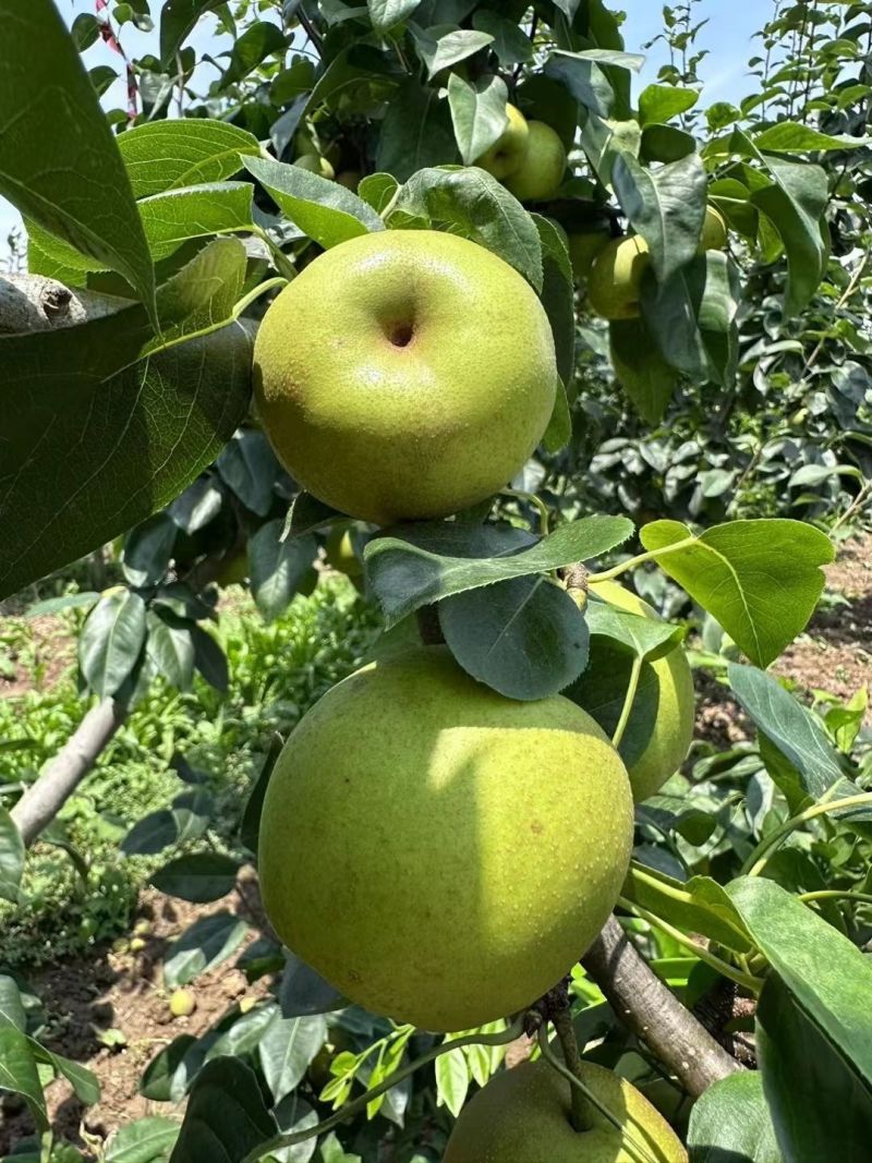 湖北仙桃翠冠梨