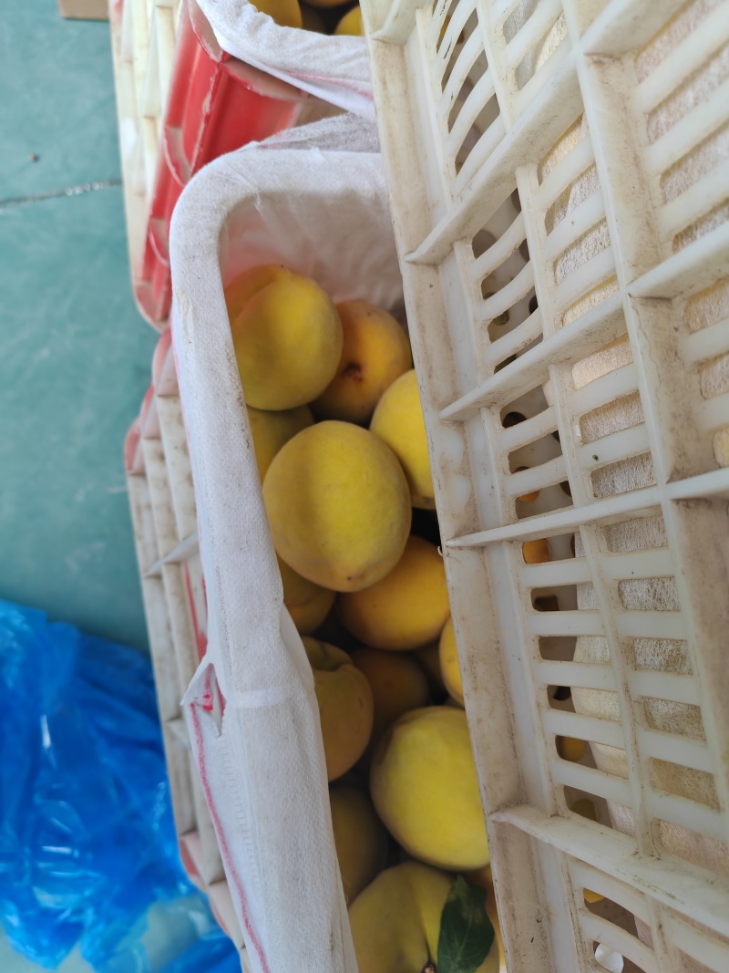 湖北黄桃一件代发云仓发货品质速度双重保障