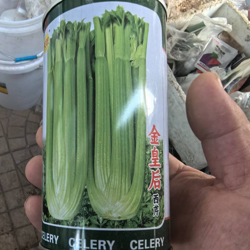 优质抗抽苔72穴西芹芹菜苗