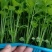 优质抗抽苔72穴西芹芹菜苗