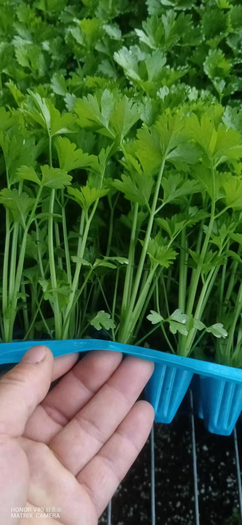 优质抗抽苔72穴西芹芹菜苗