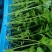 优质抗抽苔72穴西芹芹菜苗