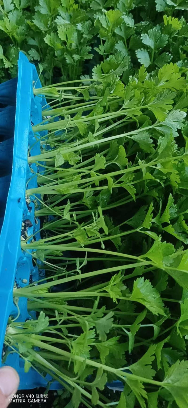 优质抗抽苔72穴西芹芹菜苗