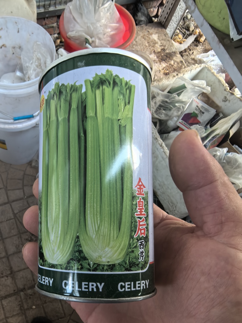优质抗抽苔72穴西芹芹菜苗