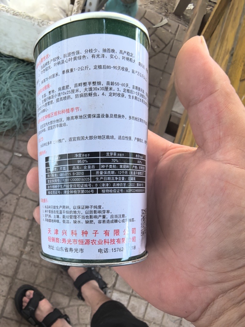 优质抗抽苔72穴西芹芹菜苗