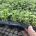 优质抗抽苔72穴西芹芹菜苗