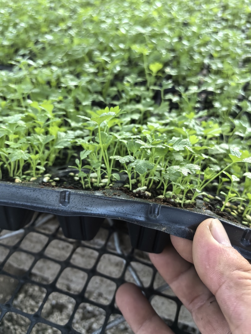优质抗抽苔72穴西芹芹菜苗