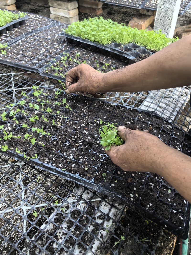 优质抗抽苔72穴西芹芹菜苗