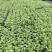 优质抗抽苔72穴西芹芹菜苗