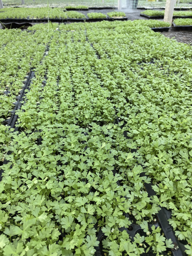 优质抗抽苔72穴西芹芹菜苗