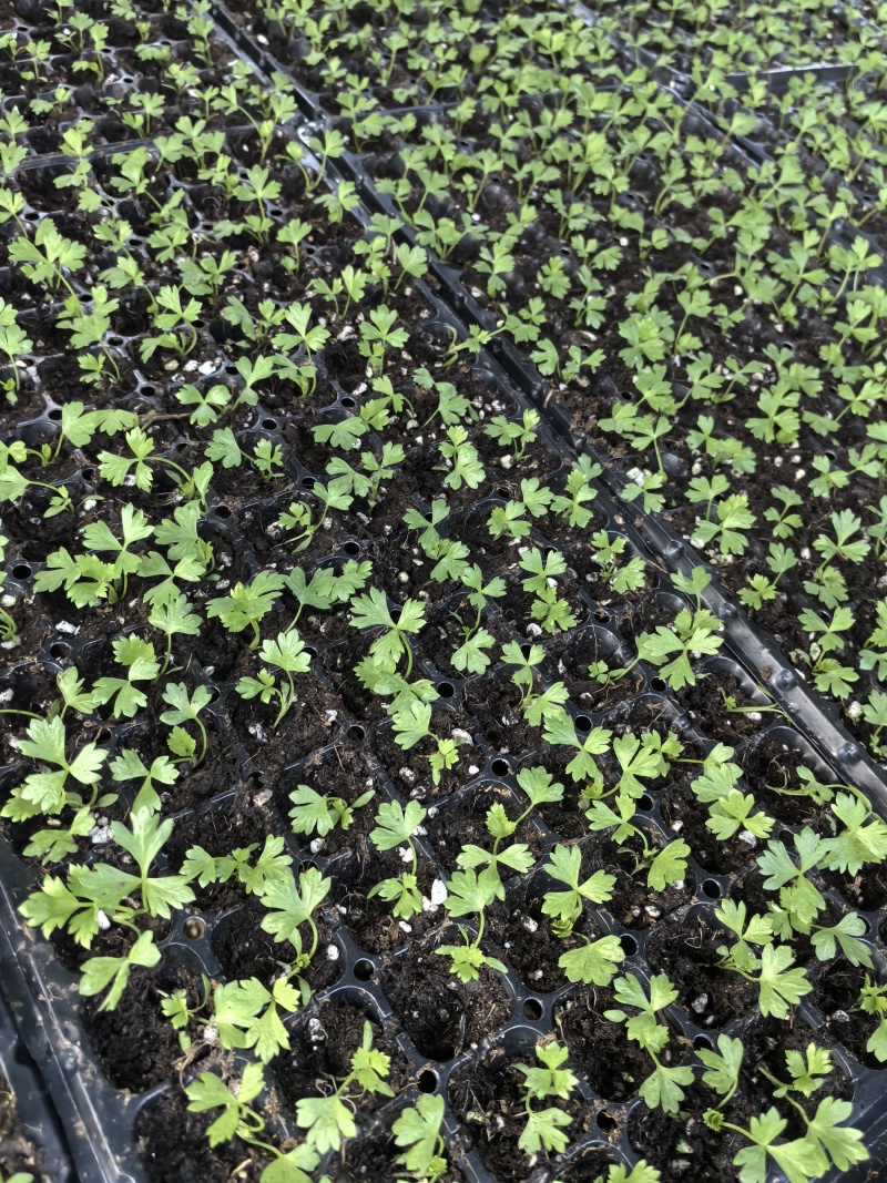 优质抗抽苔72穴西芹芹菜苗