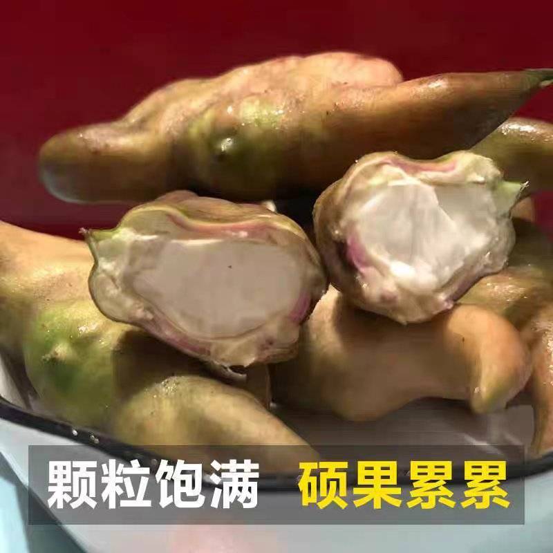 湖北本地菱角，一手货源，一条龙服务