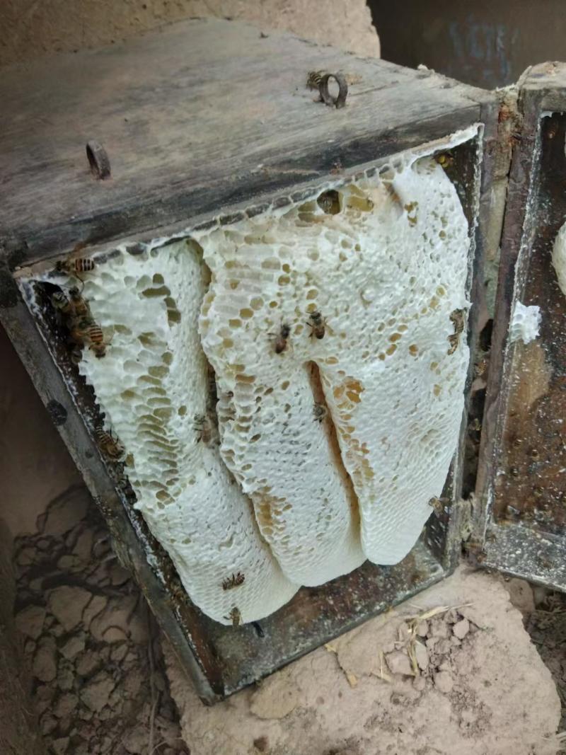 纯野生土蜂蜜