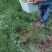 纯野生土蜂蜜