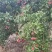 广西贵港仙进奉