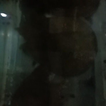 野生甲鱼