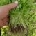 精品芹菜苗基地供货，成活率高可技术指导，全国发货