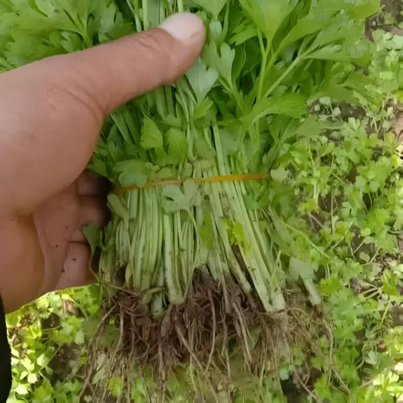 精品芹菜苗基地供货，成活率高可技术指导，全国发货