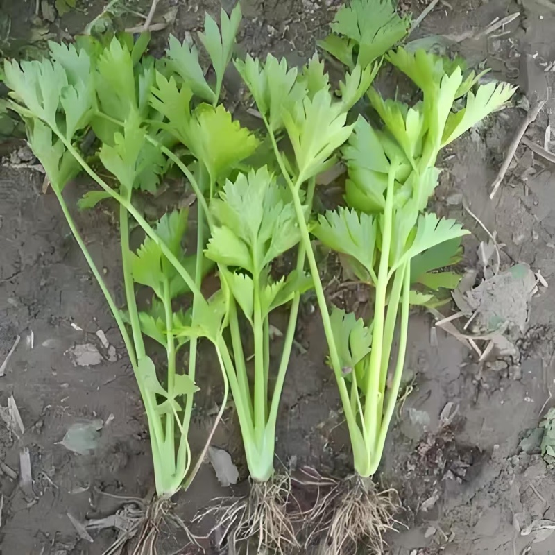 精品芹菜苗基地供货，成活率高可技术指导，全国发货