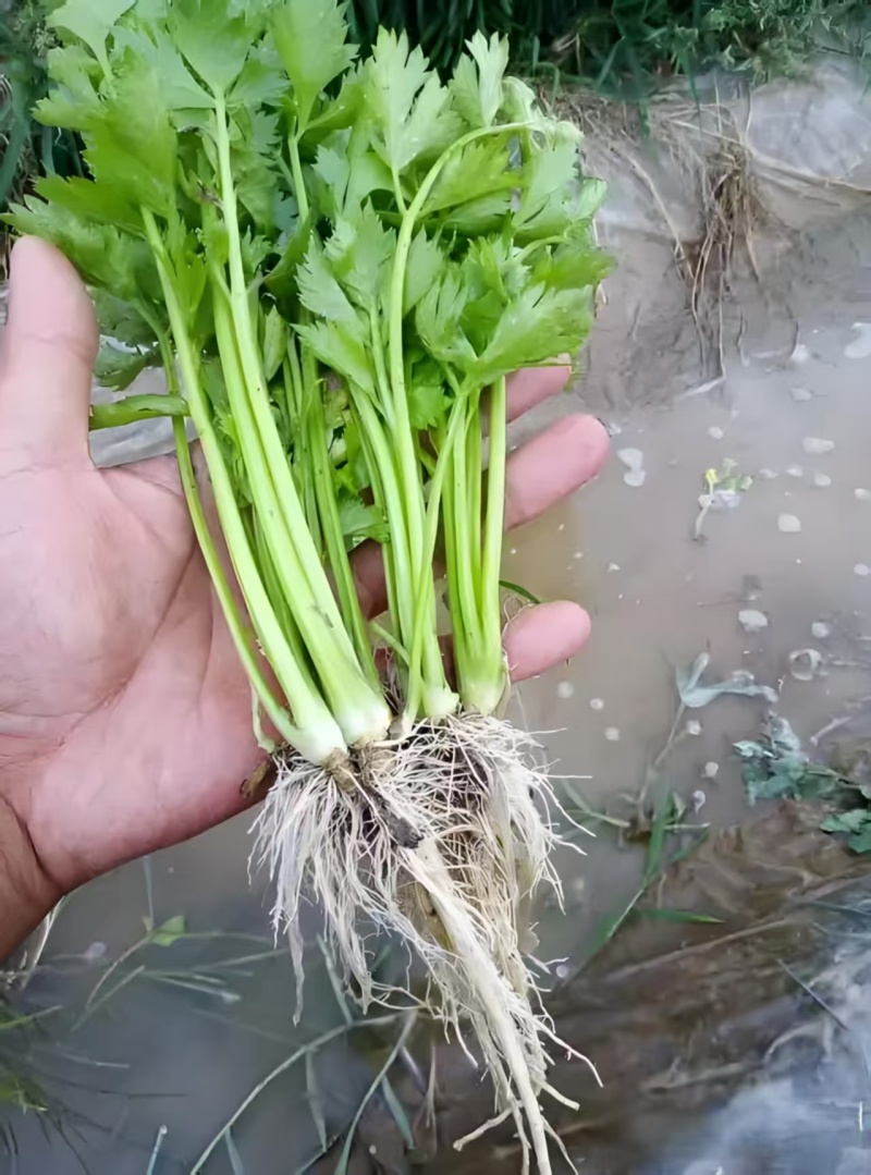 精品芹菜苗基地供货，成活率高可技术指导，全国发货