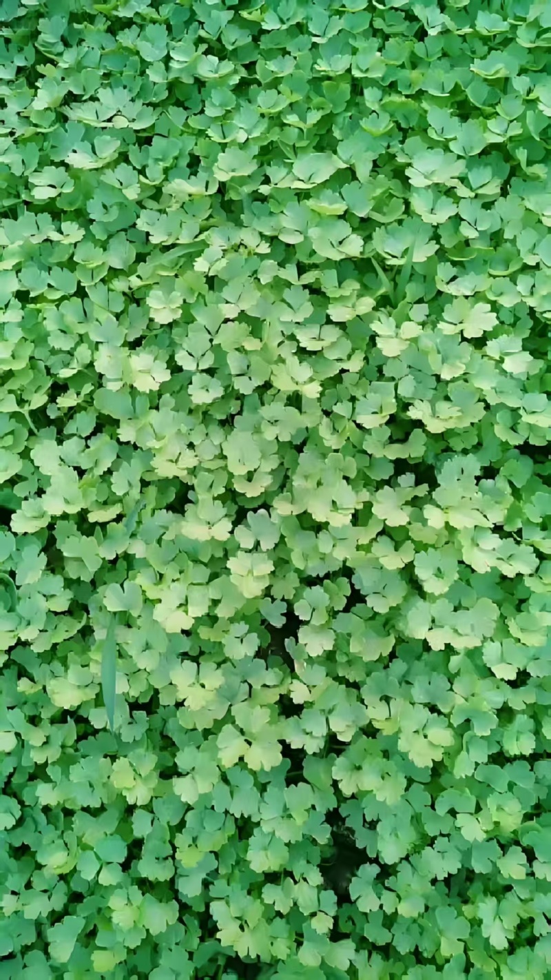 精品芹菜苗基地供货，成活率高可技术指导，全国发货