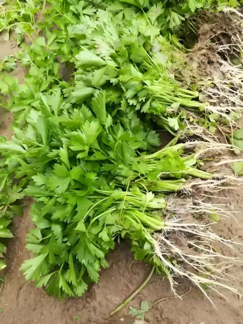 精品芹菜苗基地供货，成活率高可技术指导，全国发货