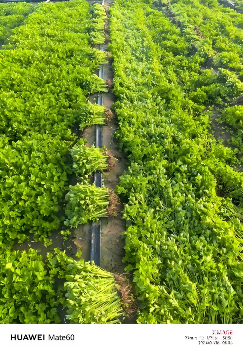 精品芹菜苗基地供货，成活率高可技术指导，全国发货