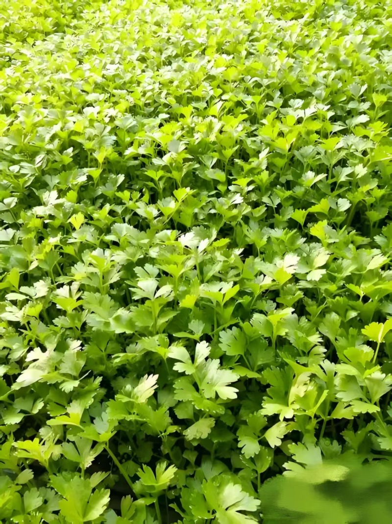 精品芹菜苗基地供货，成活率高可技术指导，全国发货