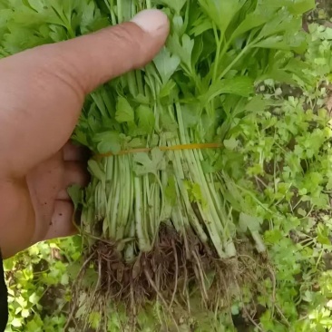 精品芹菜苗基地供货，成活率高可技术指导，全国发货