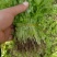 精品芹菜苗基地供货，成活率高可技术指导，全国发货