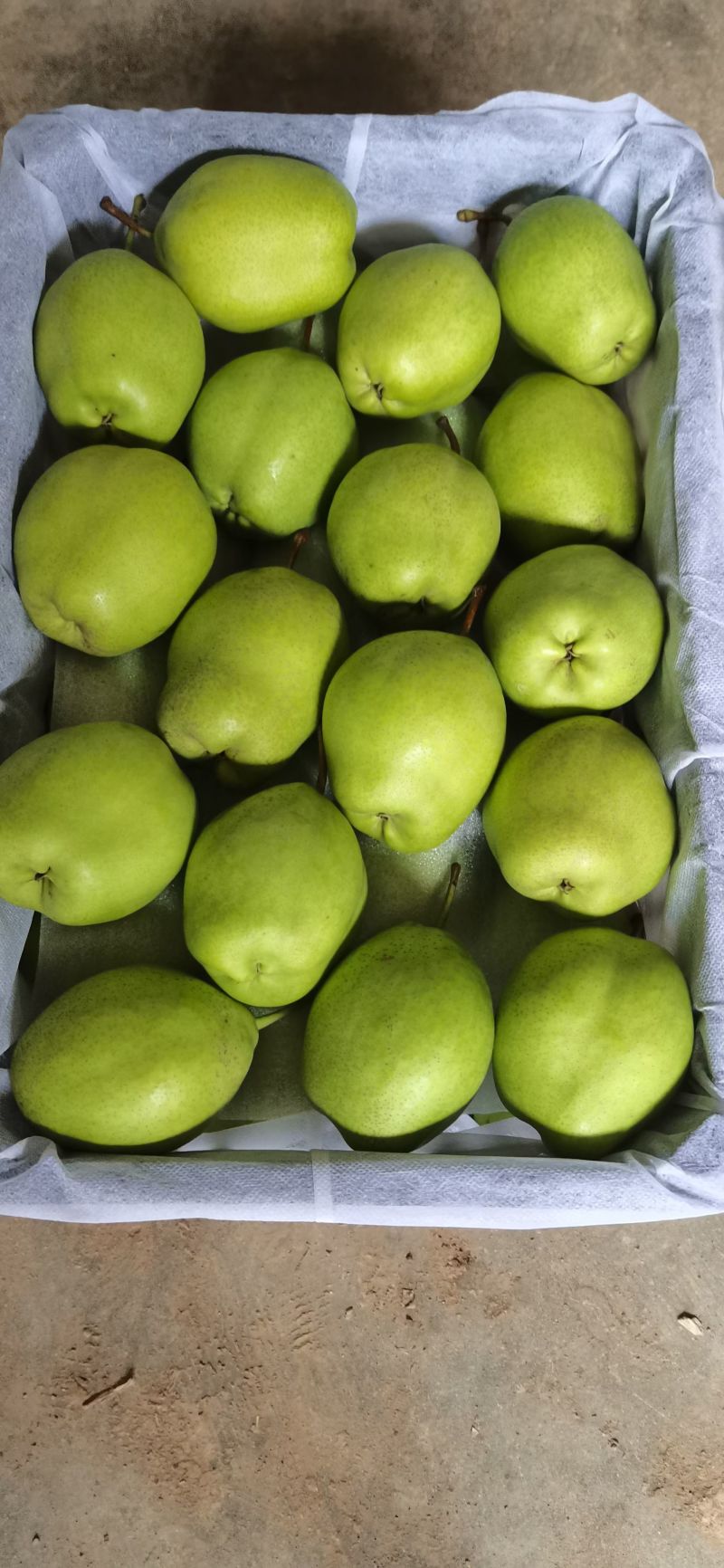 蒲城精品《早酥梨》现采、现摘、一手货源、大量供应中