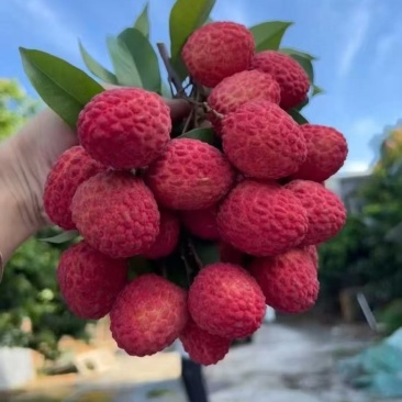 仙进奉荔枝